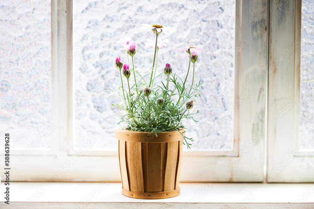 Fototapeta premium 窓辺に置かれた観葉植物