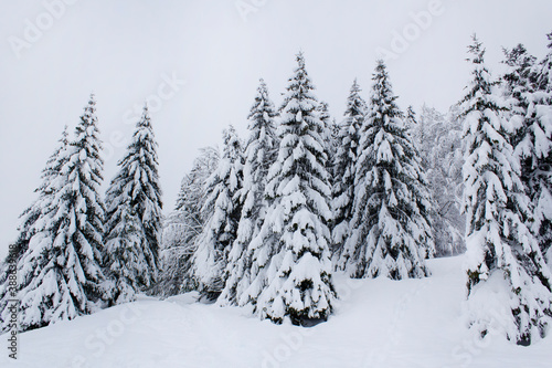 White show alps mountains spruce tree forest after snowfall winter season Christmas landscape 