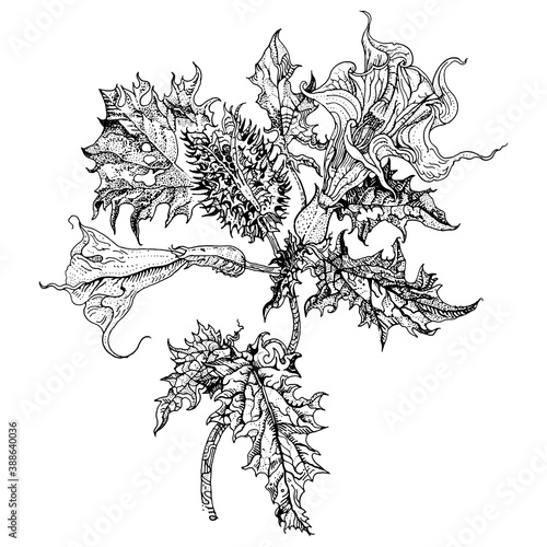 Datura stramonium, Thorn apple or Devil's snare. Hand drawn detailed vector botanical illustration, T-shirt print, tattoo design in dotwork style. Poisonous plant used in traditional medicine.