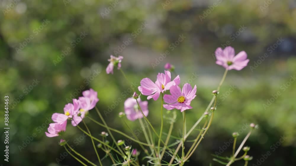 Cosmos Flowers Blooming in Autumn, Close Slow Motion Shot Cosmos Flowers Blooming in Autumn, Close Slow Motion Shot
