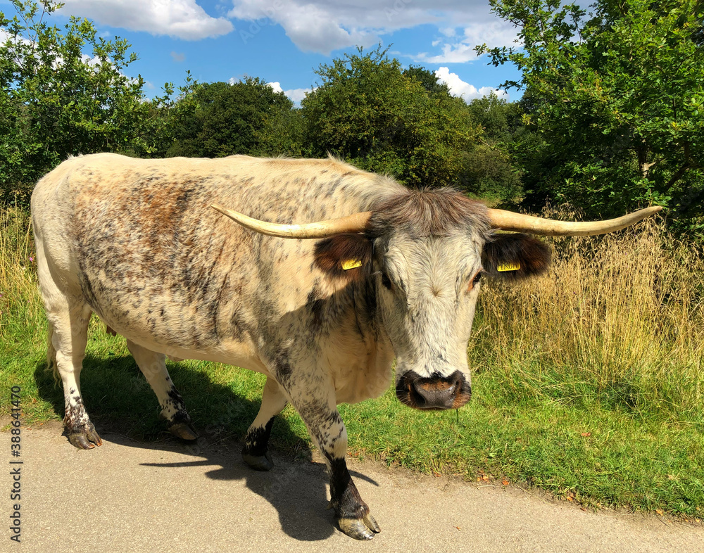 Cow English longhorn cattle Epping Forest Cow English longhorn cattle Epping Forest