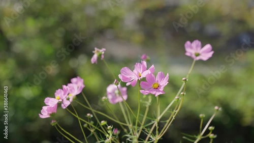 Wallpaper Mural Cosmos Flowers Blooming in Autumn, Close Slow Motion Shot Torontodigital.ca