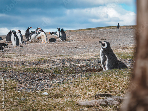 Beagle Channel Penguin Island Tierra del Fuego Patagonia Ushuaia Argentina
