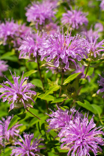 Purple Wildflowers