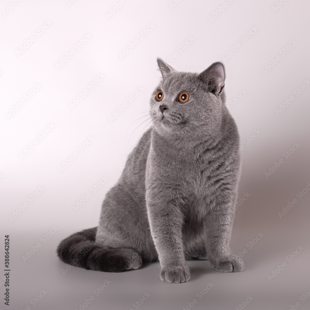 British shorthair cat on the studio background British shorthair cat on the studio background