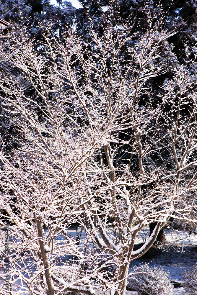 雪のつもった樹木 雪のつもった樹木