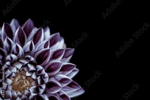 Purple and White Dahlia on a black background set in the low left corner 