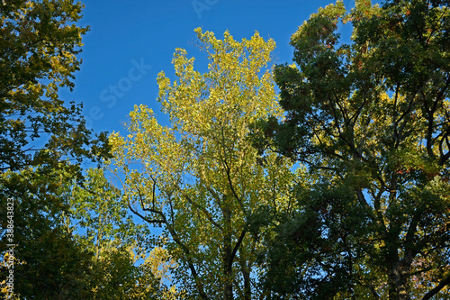 Sunrise lighting the top of an oak tree in autumn