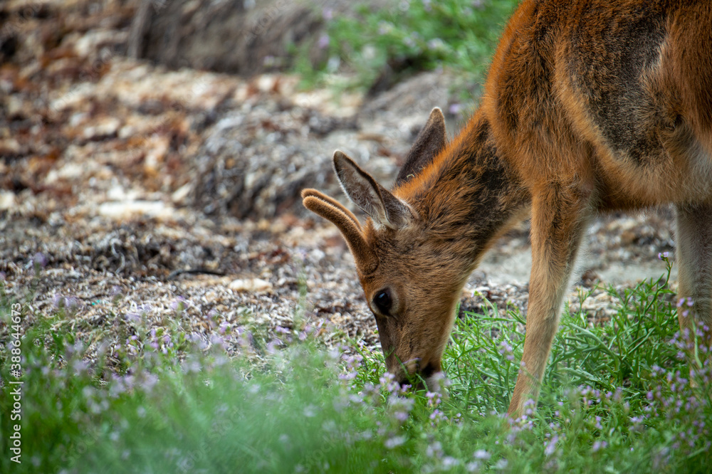 Fototapeta premium Buck