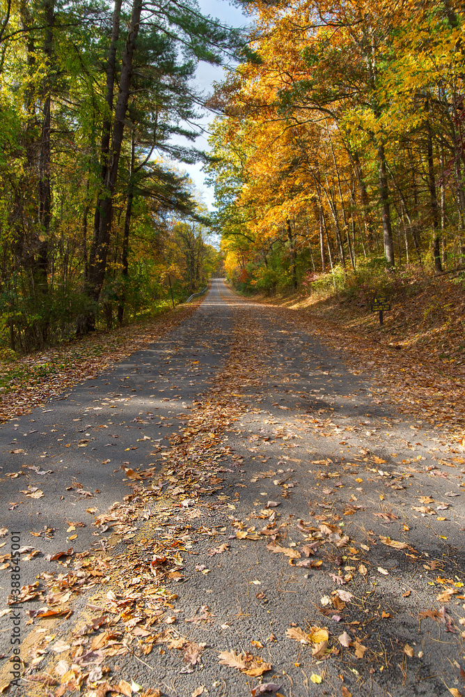 Obraz premium road in the autumn forest