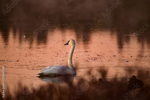 Trumpeter swan