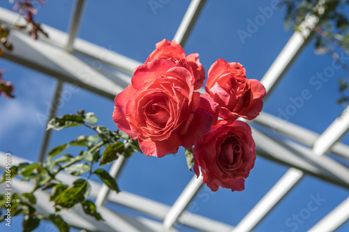 Looking up at a cluster of roses at Manito Park in Spokane, Washington USA. photo