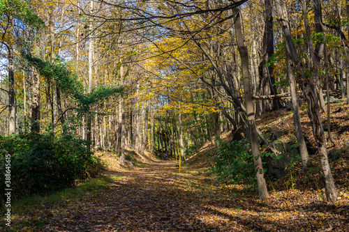 Autumn forest scenery with road of fall leaves. Footpath in autumn forest nature.