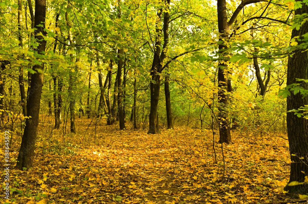 Obraz premium droga w jesiennym lesie