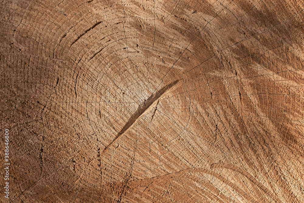 Naklejka premium chipped wood texture background. Wood cedar circle texture slice background.