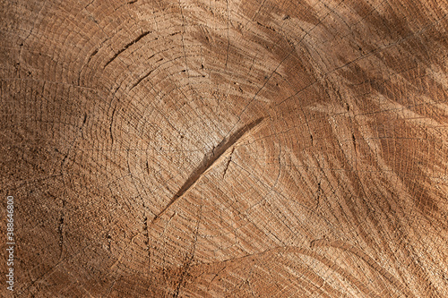 chipped wood texture background. Wood cedar circle texture slice background.