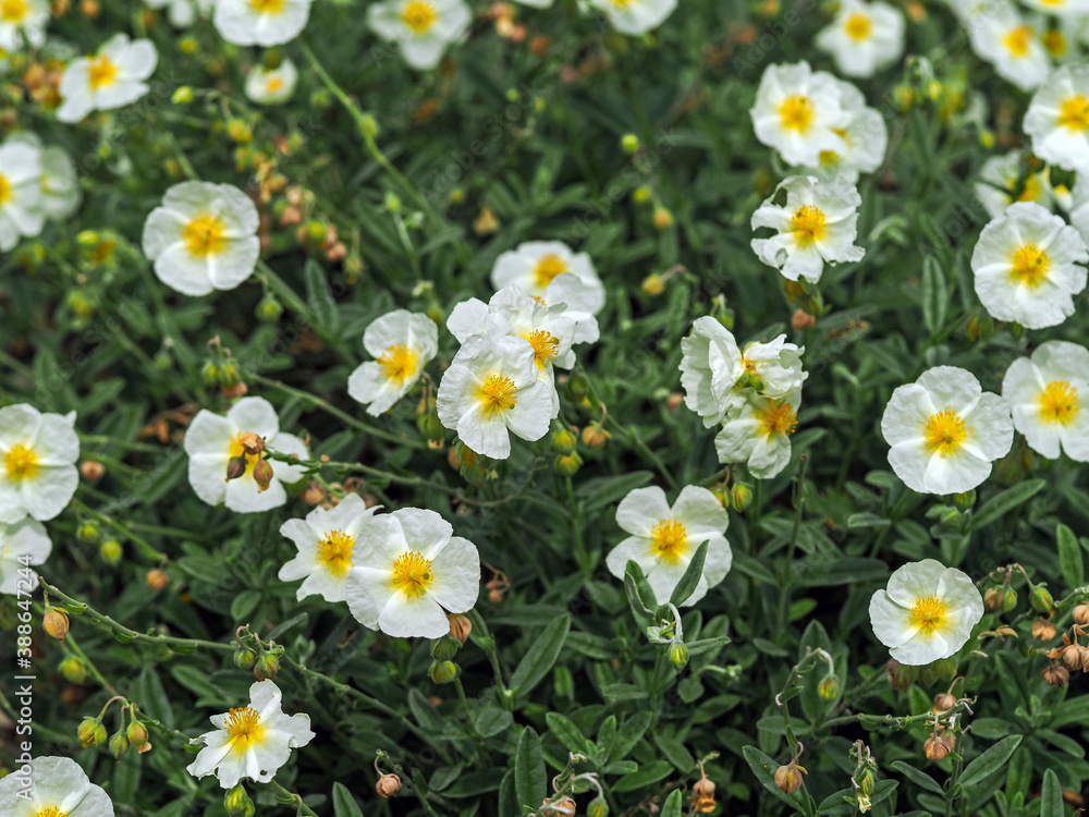 Pretty white flowers of a Helianthemum rock rose plant in a garden, variety The Bride