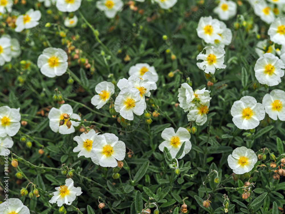 Pretty white flowers of a Helianthemum rock rose plant in a garden, variety The Bride Pretty white flowers of a Helianthemum rock rose plant in a garden, variety The Bride