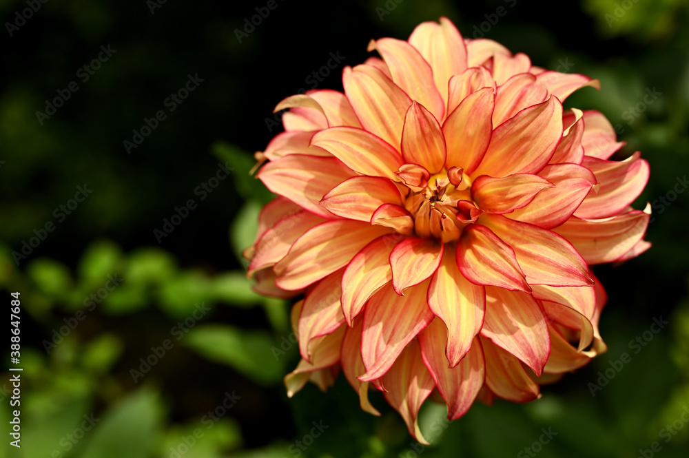 Colorful chrysanthemum flower macro shot Colorful chrysanthemum flower macro shot