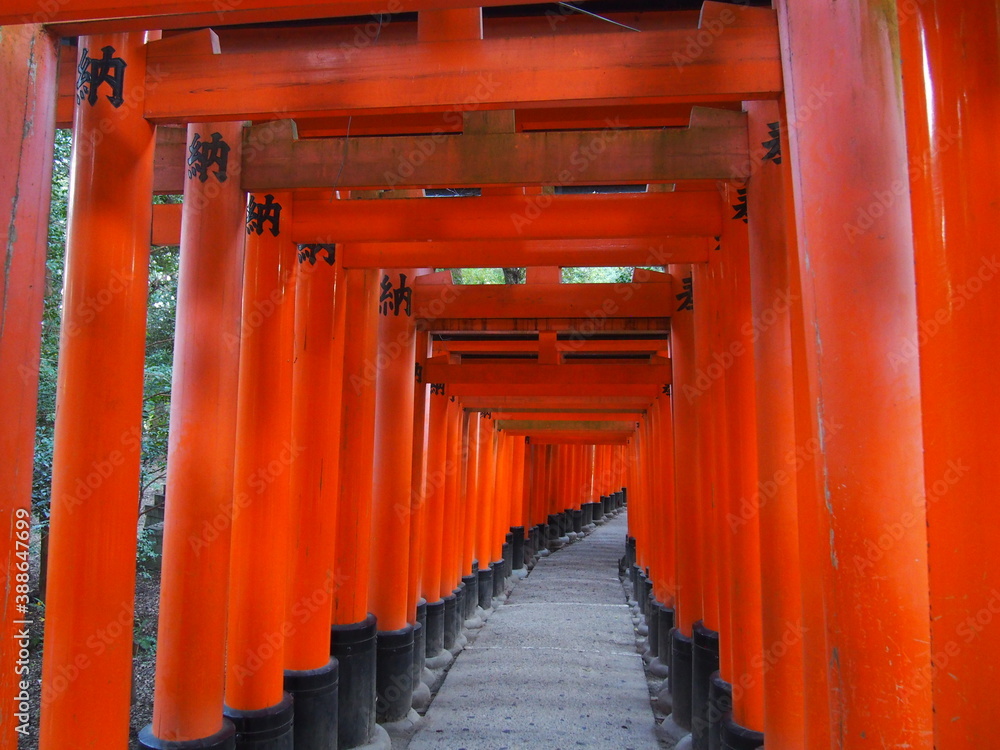Torii gates of Fushimi Inari Taisha, It is famous for its thousands of vermilion torii gates, Kyoto, Japan Torii gates of Fushimi Inari Taisha, It is famous for its thousands of vermilion torii gates, Kyoto, Japan