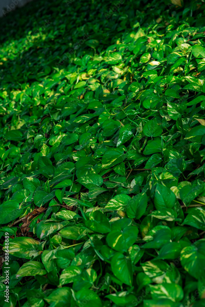 Obraz premium Creeper plant growing in wild, jungle vines climbing on tree trunk isolated on white background, clipping path included. Devil's ivy or Golden pothos, the money plant.
