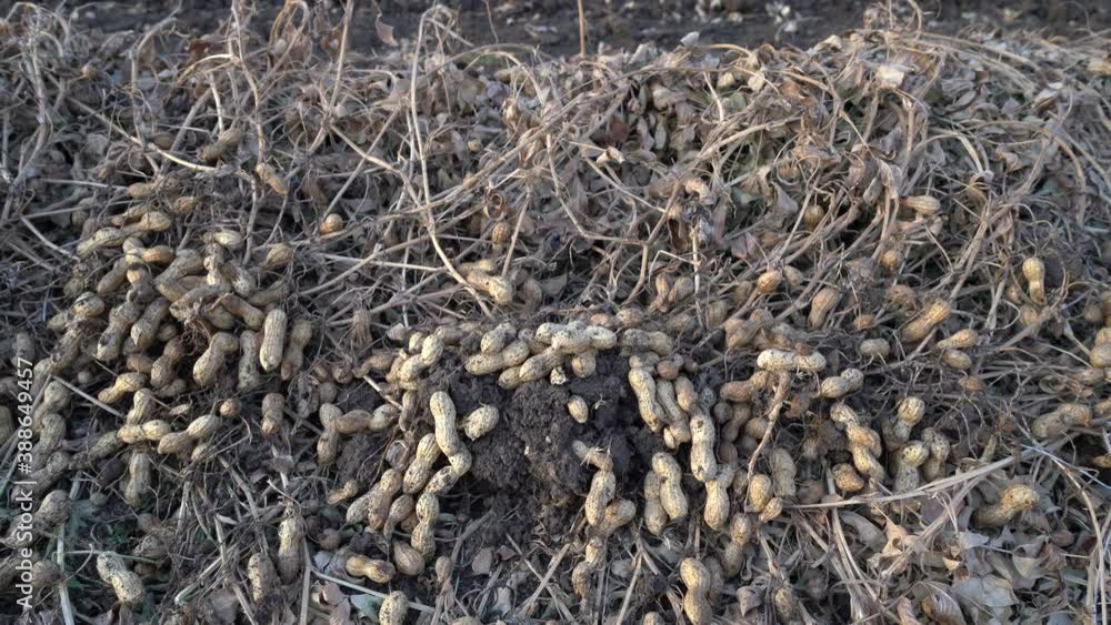Growing and collecting peanuts Growing and collecting peanuts