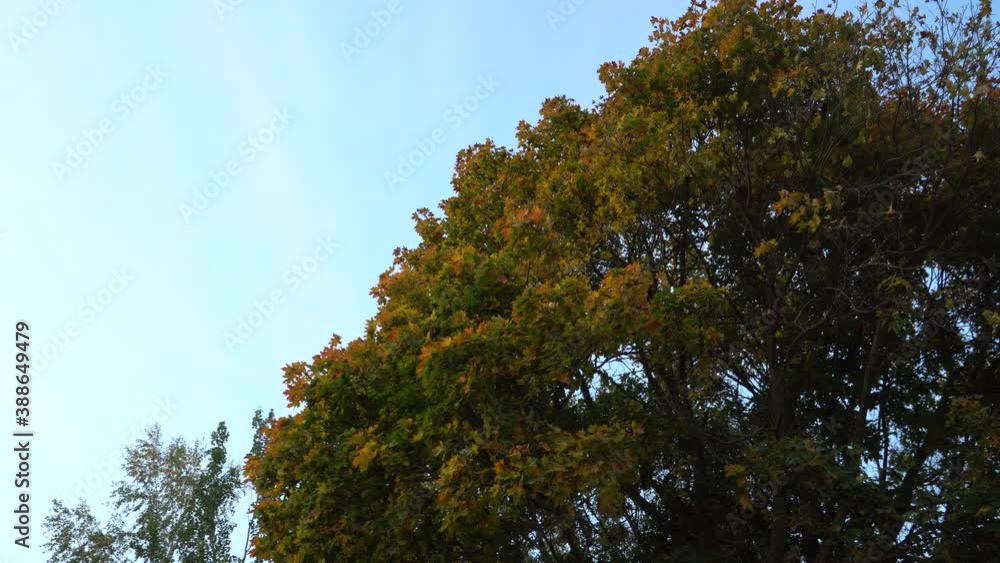 Tree foliage in autumn in the view from bottom to top. Colorful leaves of the maple on the blue sky background in the fall season. Tree foliage in autumn in the view from bottom to top. Colorful leaves of the maple on the blue sky background in the fall season.