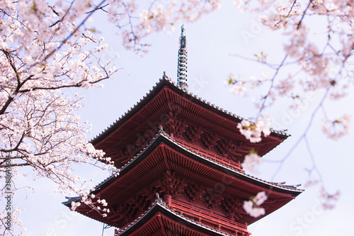 池上本門寺五重塔と桜の花