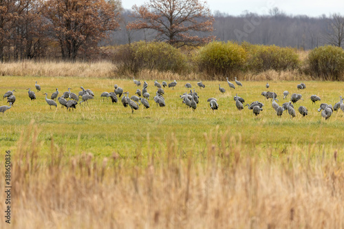 A flock of sandhill cranes and Canadian geese in meadow
