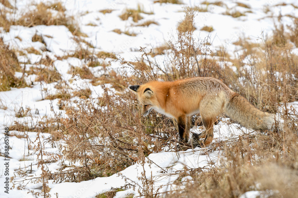 Obraz premium fox in the snow