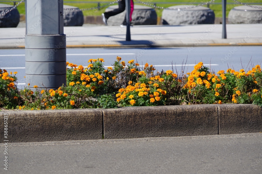 中央分離帯の花壇に咲く花 Stock Photo Adobe Stock