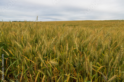 A field of wheat in the spring