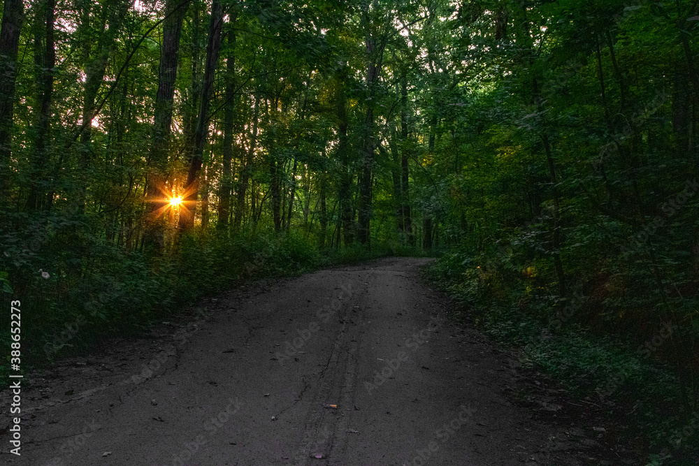 Obraz premium morning in the forest