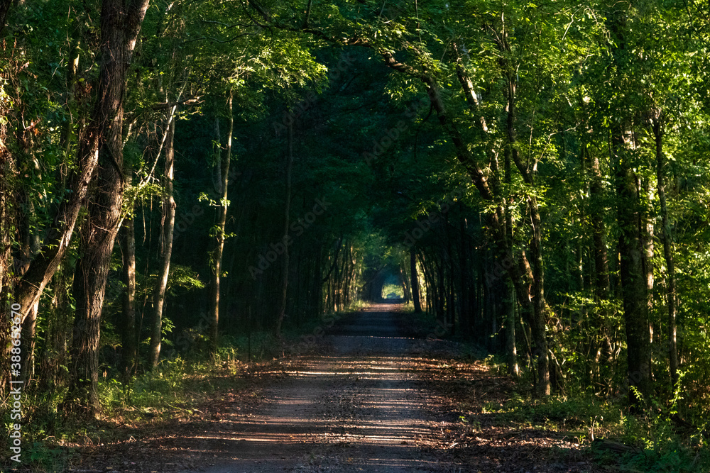 Obraz premium A Rails to Trails Walkway in Northern Alabama