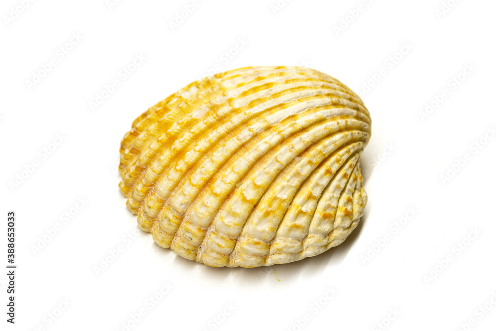 Large shell Large shell