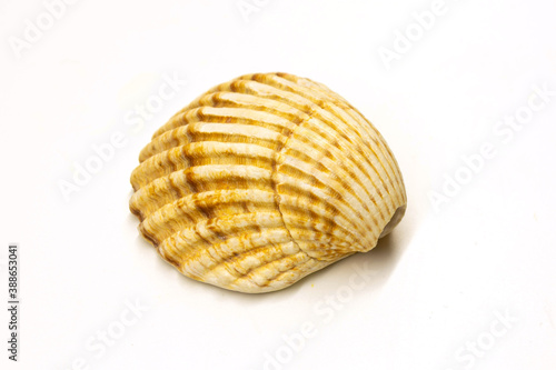 Large seashell on white background