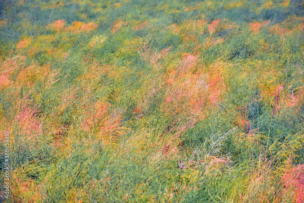 Textura natural, fondo vegetal muy colorido Textura natural, fondo vegetal muy colorido