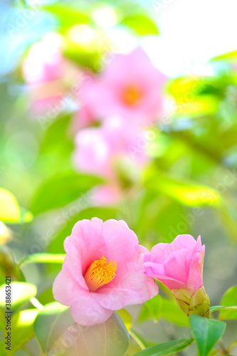 侘助の花 © Paylessimages