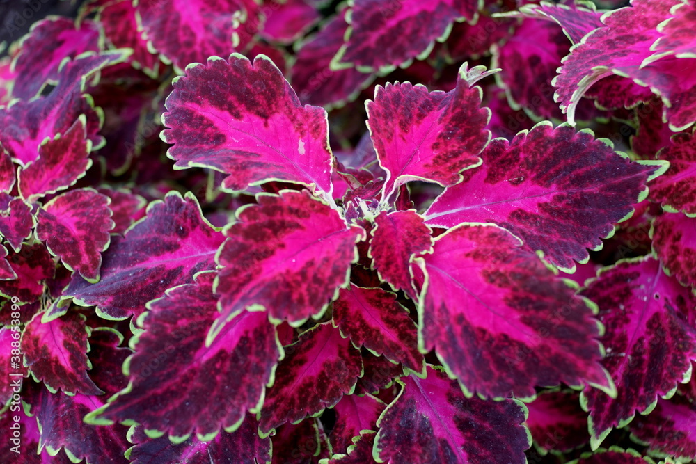 Beautiful red leaves of Coleus 'Ruby Punch' annual plant Beautiful red leaves of Coleus 'Ruby Punch' annual plant