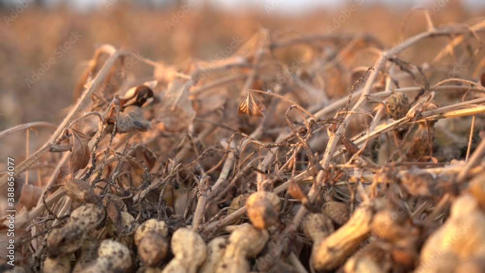 Growing and collecting peanuts Growing and collecting peanuts