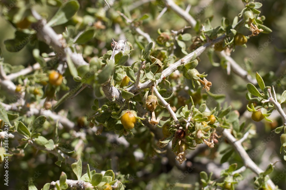 Yellow orange mature berry fruit of Peach Thorn, Lycium Cooperi, Solanaceae, native thorny hermaphroditic perennial deciduous woody shrub in Joshua Tree National Park, Southern Mojave Desert, Summer. Yellow orange mature berry fruit of Peach Thorn, Lycium Cooperi, Solanaceae, native thorny hermaphroditic perennial deciduous woody shrub in Joshua Tree National Park, Southern Mojave Desert, Summer.