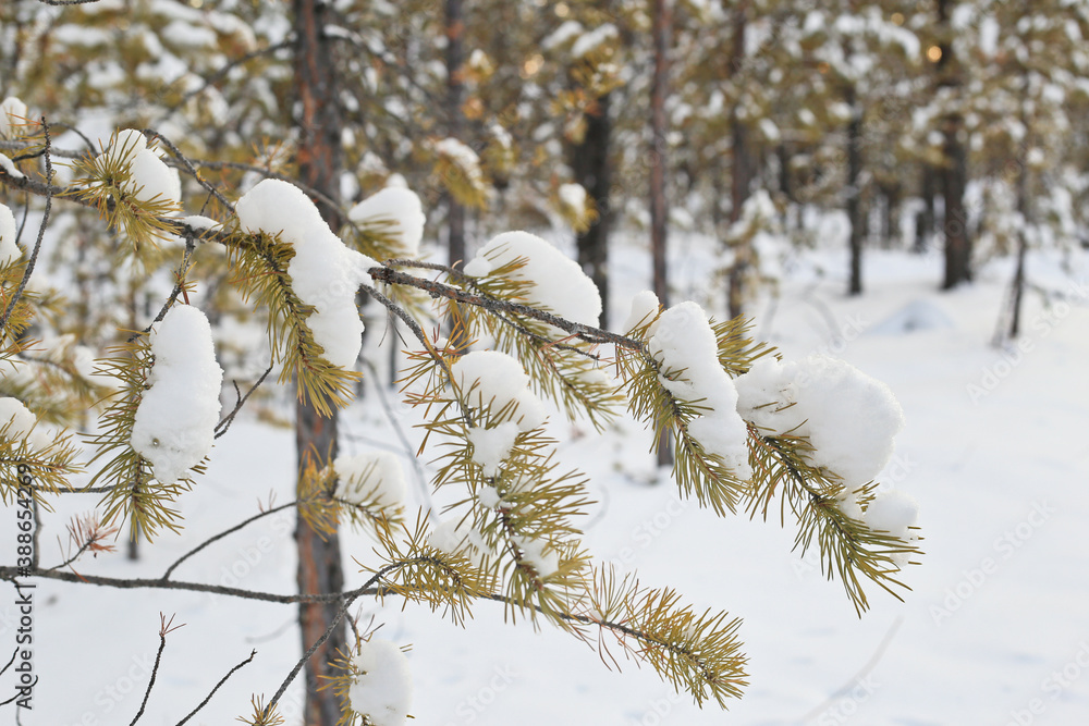 snow covered branches in the forest snow covered branches in the forest