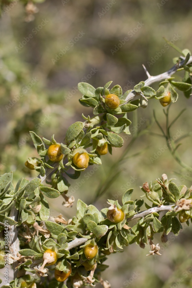 Obraz premium Yellow orange mature berry fruit of Peach Thorn, Lycium Cooperi, Solanaceae, native thorny hermaphroditic perennial deciduous woody shrub in Joshua Tree National Park, Southern Mojave Desert, Summer.