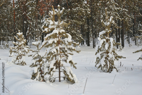 frosty day in snowy coniferous forest