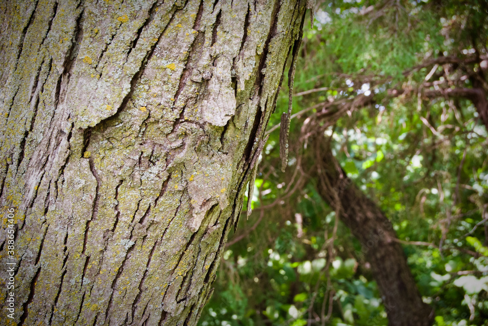 Tree bark texture Tree bark texture