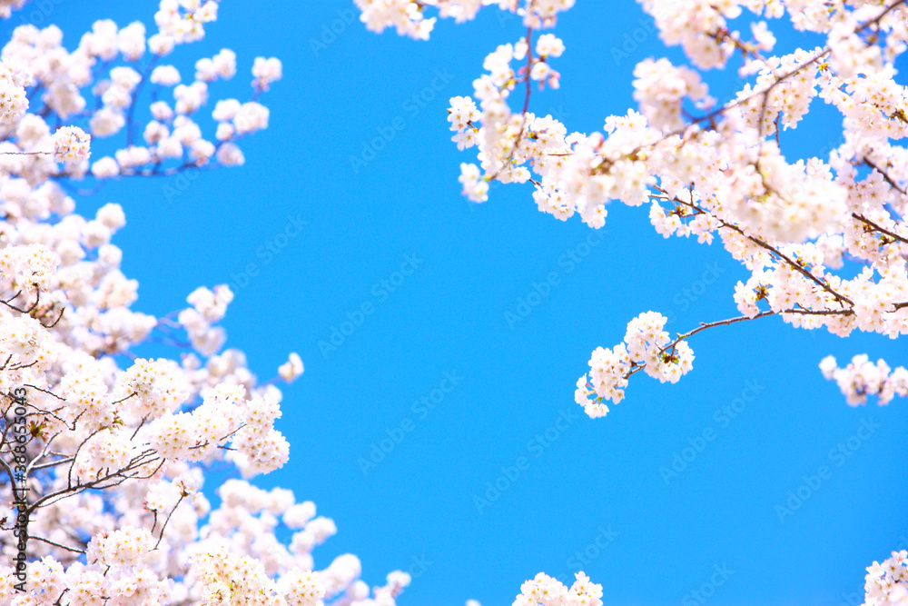 桜の花 桜の花