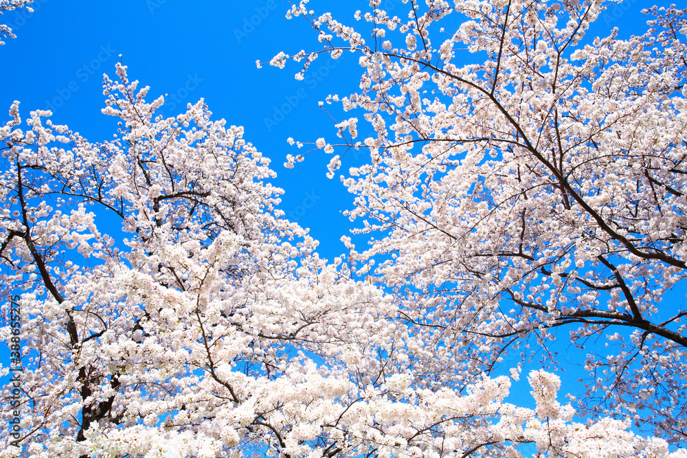 桜の花