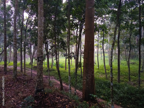 Small trail through woods  trees in the forest