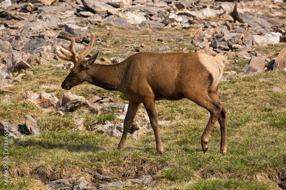 A young Rocky Mountain bull elk - with velvet still on his antlers - in Rocky Mountain National Park in Colorado
A young Rocky Mountain bull elk - with velvet still on his antlers - in Rocky Mountain National Park in Colorado