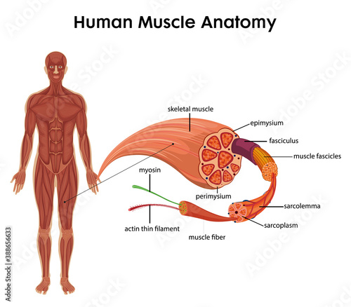 Human Muscle Anatomy for health education Infographic